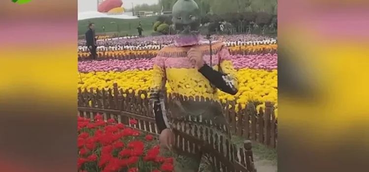 استتار هنرمندانه هنرمند چینی در میان گل ها